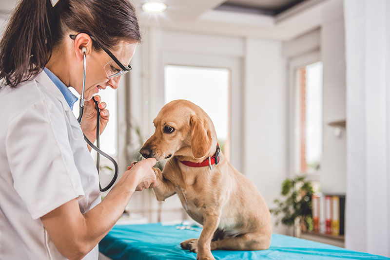 A Communication Solution Designed for the Veterinary Sector | Fidelity ...